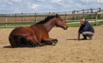 Training comportemental avec chevaux pour séminaires et coaching